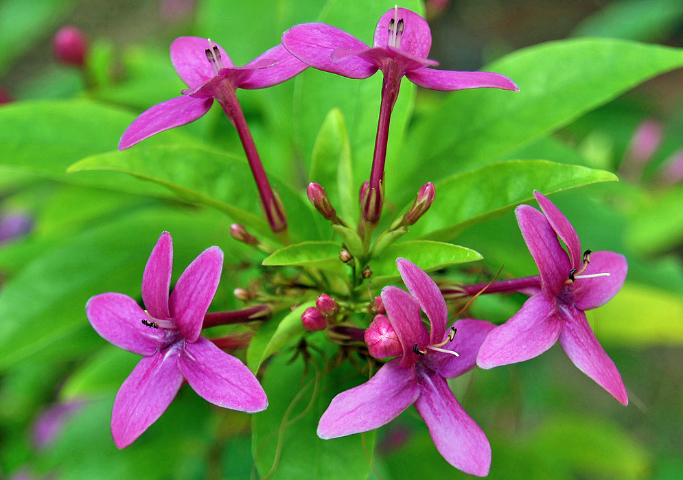 A cluster of magenta Pseuderanthemum laxiflorum flowers with brown anthers in shade
