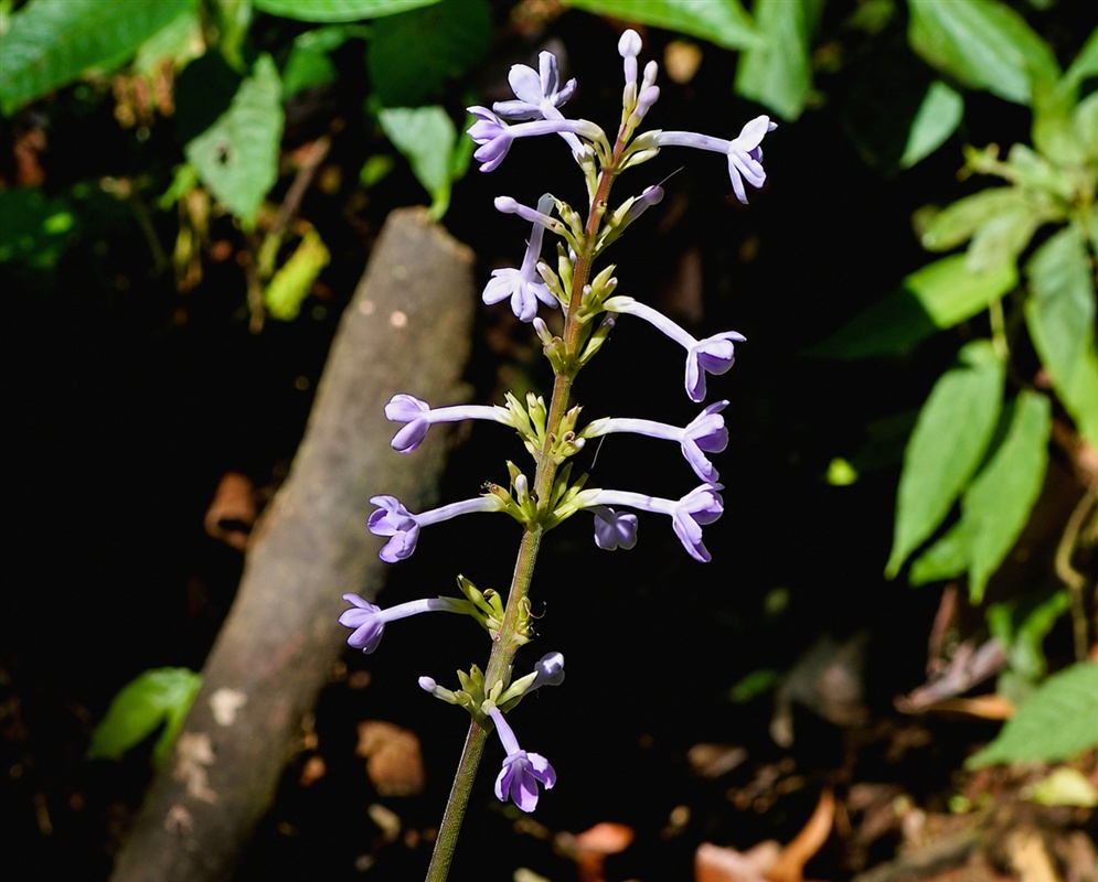 Pseuderanthemum subauriculatum slender spike bearing pale lavender tubular flowers