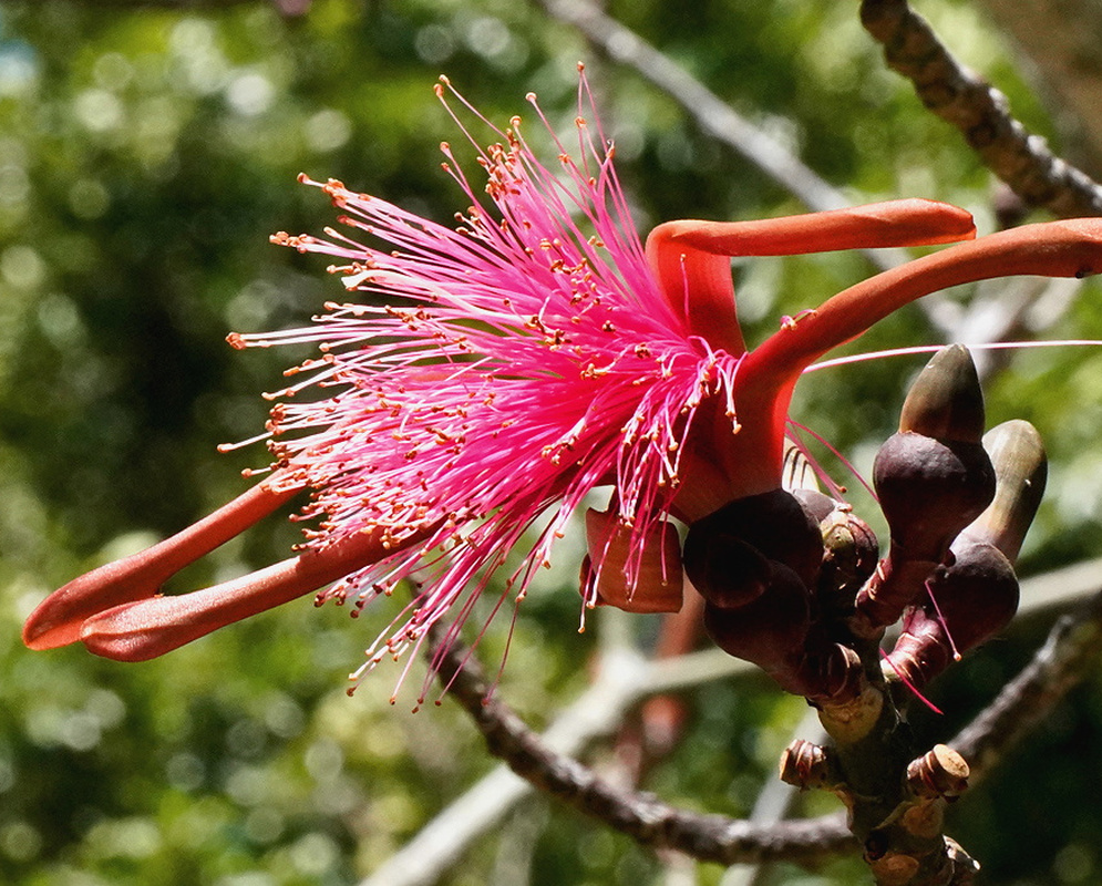 Pseudobombax ellipticum bright pink shaving brush flower with long stamens and recurved red petals