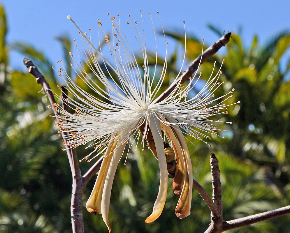 Pseudobombax palmeri large flower with many long white stamens and narrow brown recurved petals