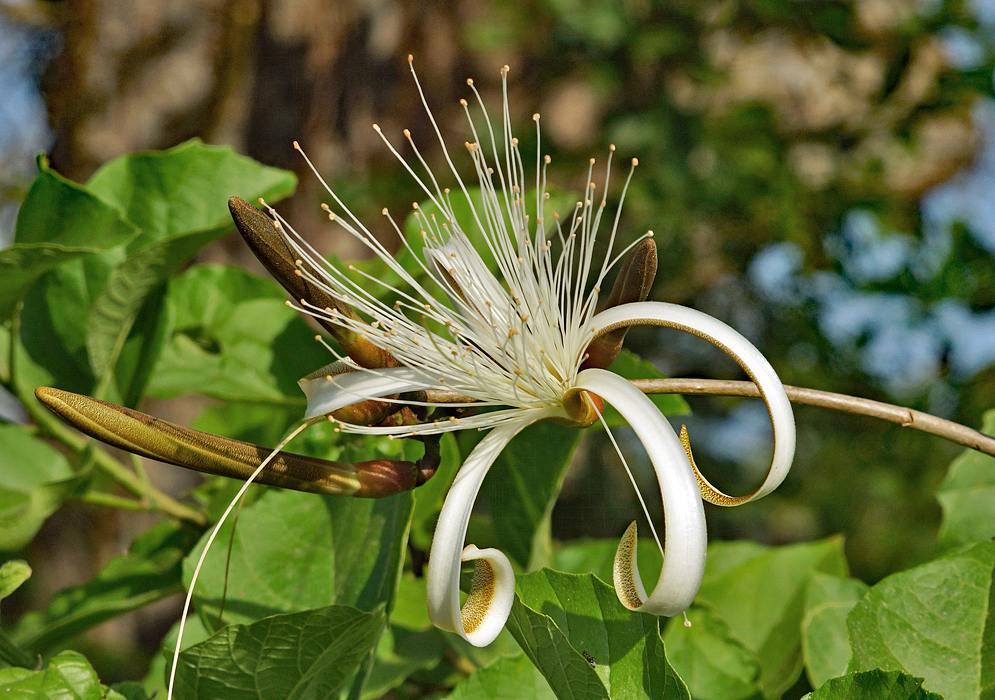 A white Pseudobombax septenatum flower with long stamens and white curly petals spotted brown underneath and brown-green flower buds