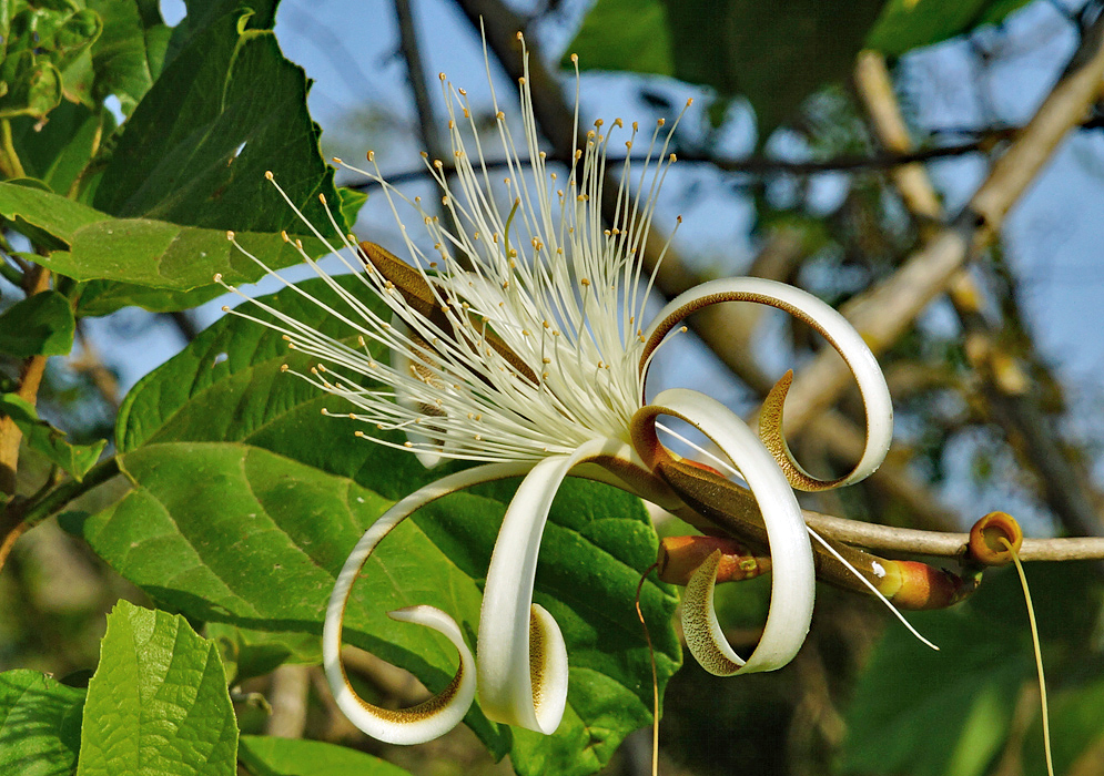 A white Pseudobombax septenatum flower with long stamens and white curly petals spotted brown underneath in sunlight