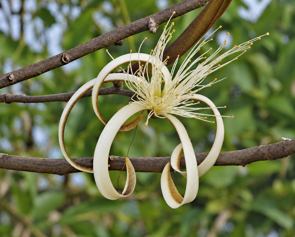 A white Pseudobombax septenatum flower with long stamens and white curly petals spotted brown underneath in sunlight