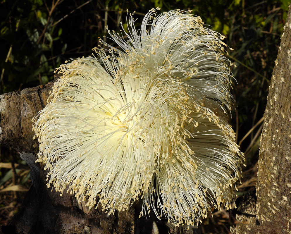 A white Pseudobombax septenatum flower with long stamens and white curly petals spotted brown underneath in