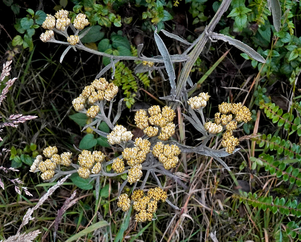 Pseudognaphalium microcephalum pale woolly flower clusters on branching stems among dry vegetation