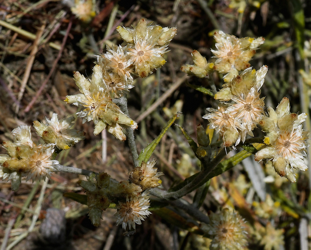 Pseudognaphalium obtusifolium flowers