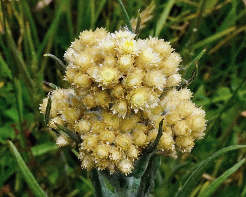 Pseudognaphalium viscosum dense rounded cluster of cream flower heads above narrow green leaves