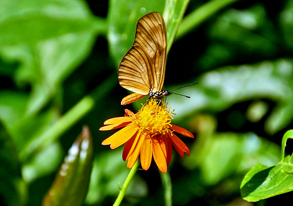 A butterfly on top of a Pseudogynoxys chenopodioides flower