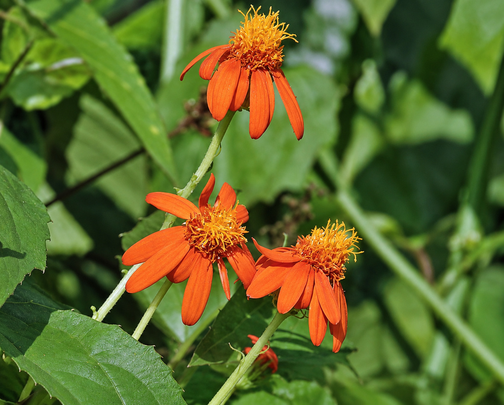 Three orange Pseudogynoxys chenopodioide flowers in sunlight