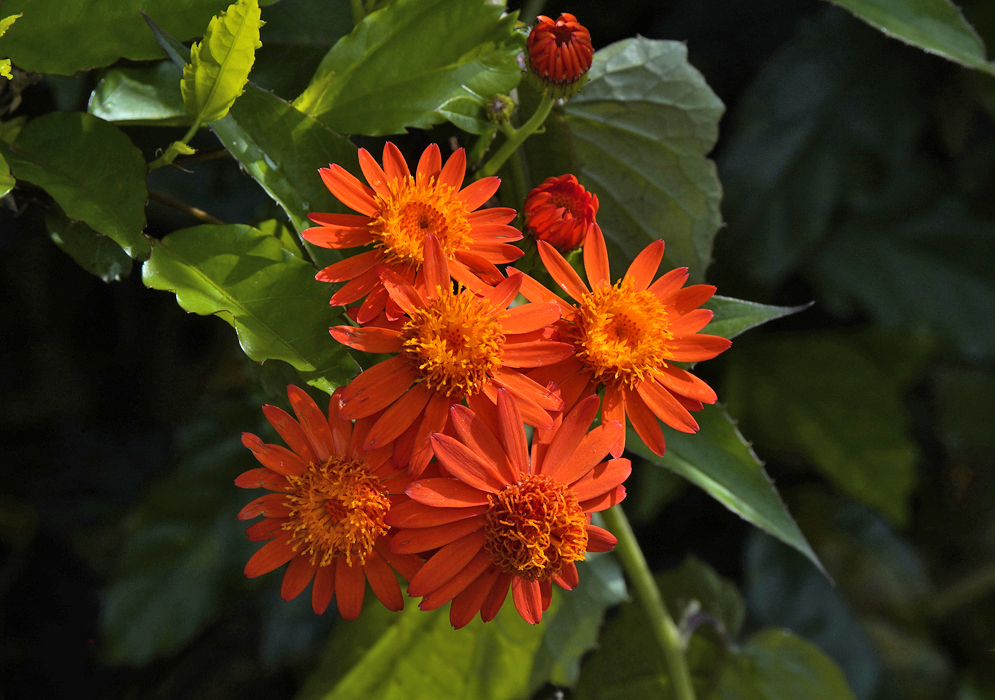 Three orange Pseudogynoxys chenopodioide flowers in sunlight