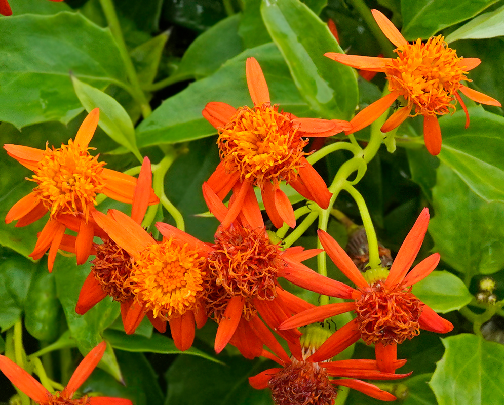 Orange Pseudogynoxys chenopodioide flowers reaching above the vegatation