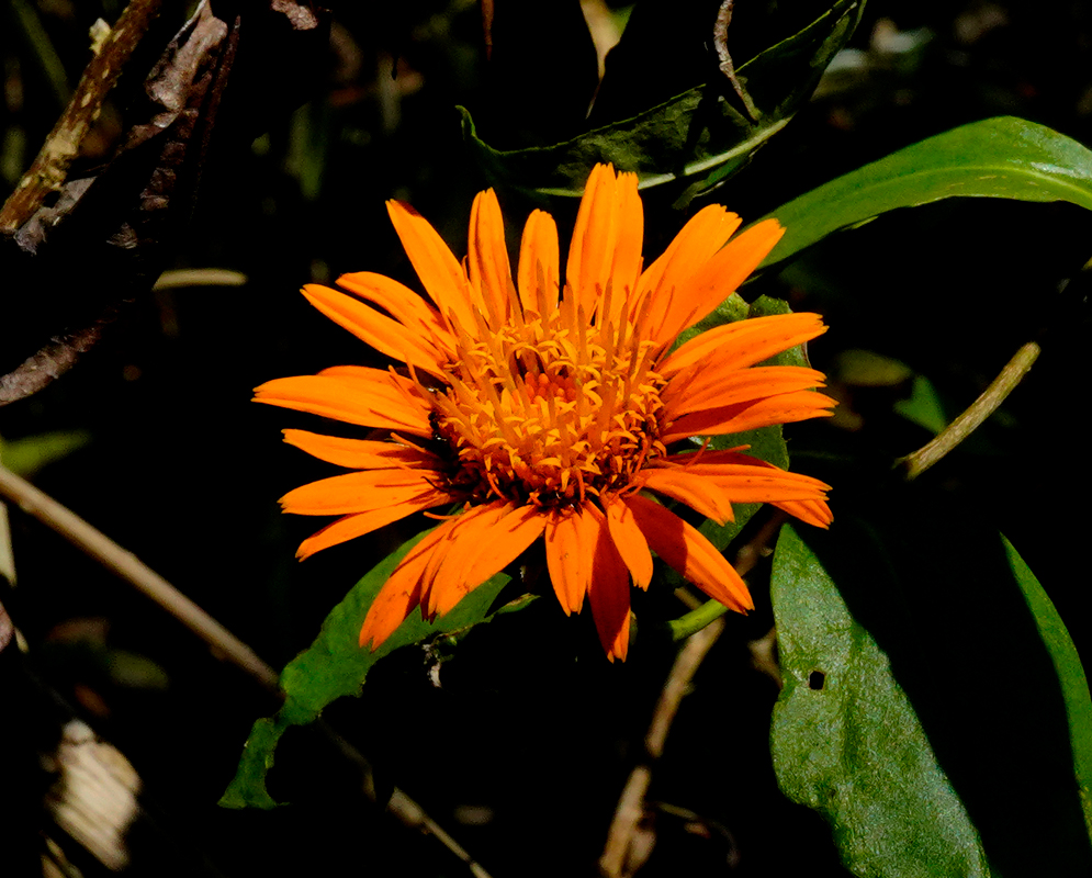 A dark orange Pseudogynoxys chenopodioides flower with the light orange stamens in sunshine