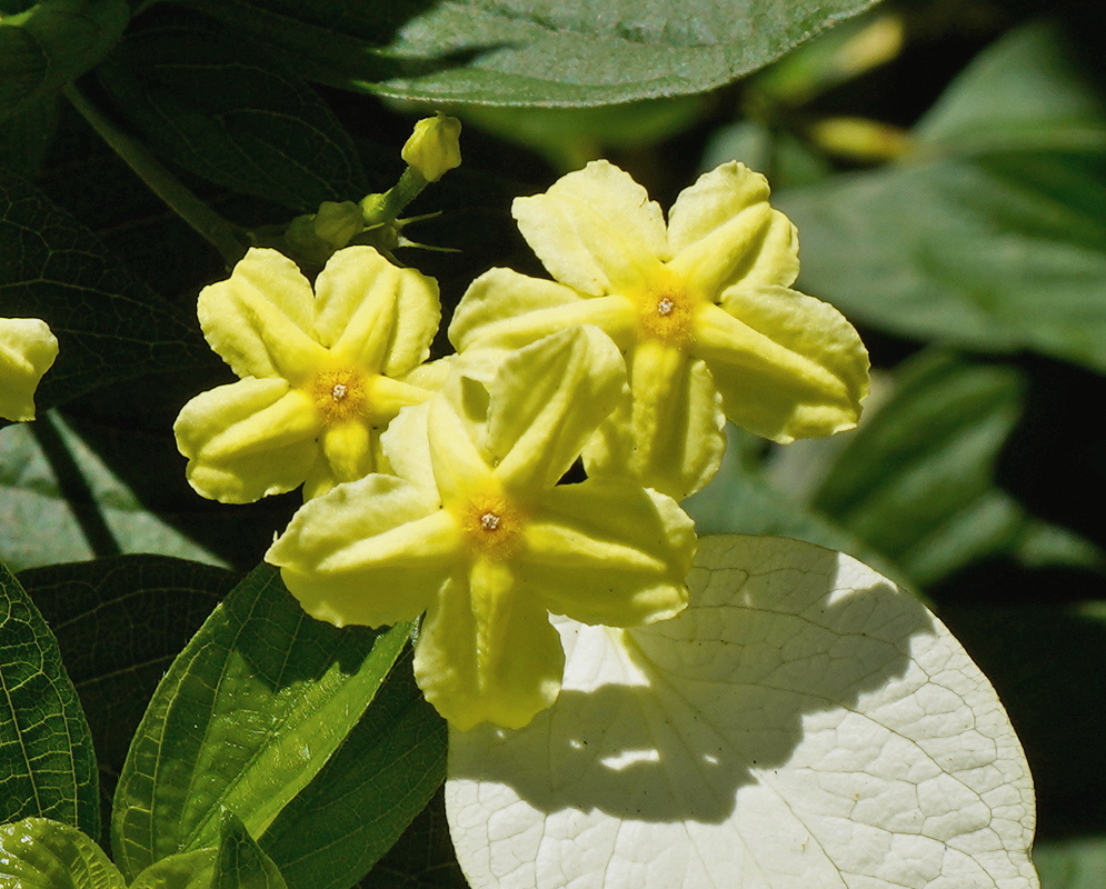 Pseudomussaenda flava yellow tubular flower cluster beside a large pale cream sepal