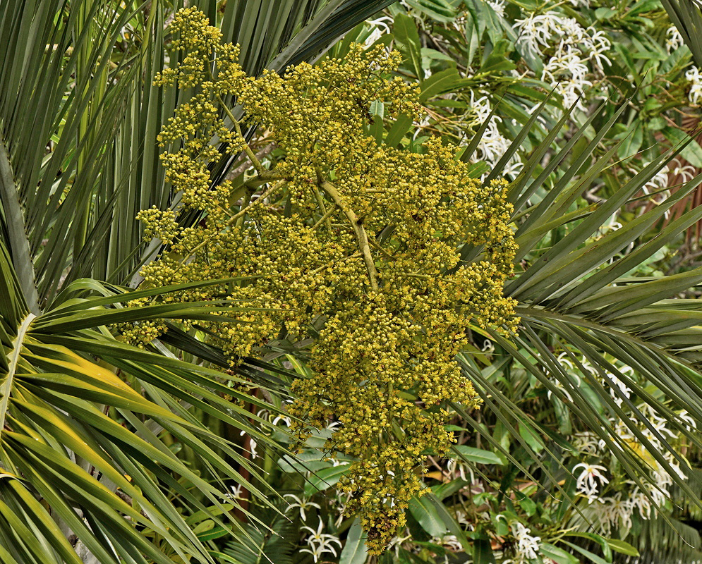 Pseudophoenix sargentii large branched green inflorescence emerging beneath arching palm leaves