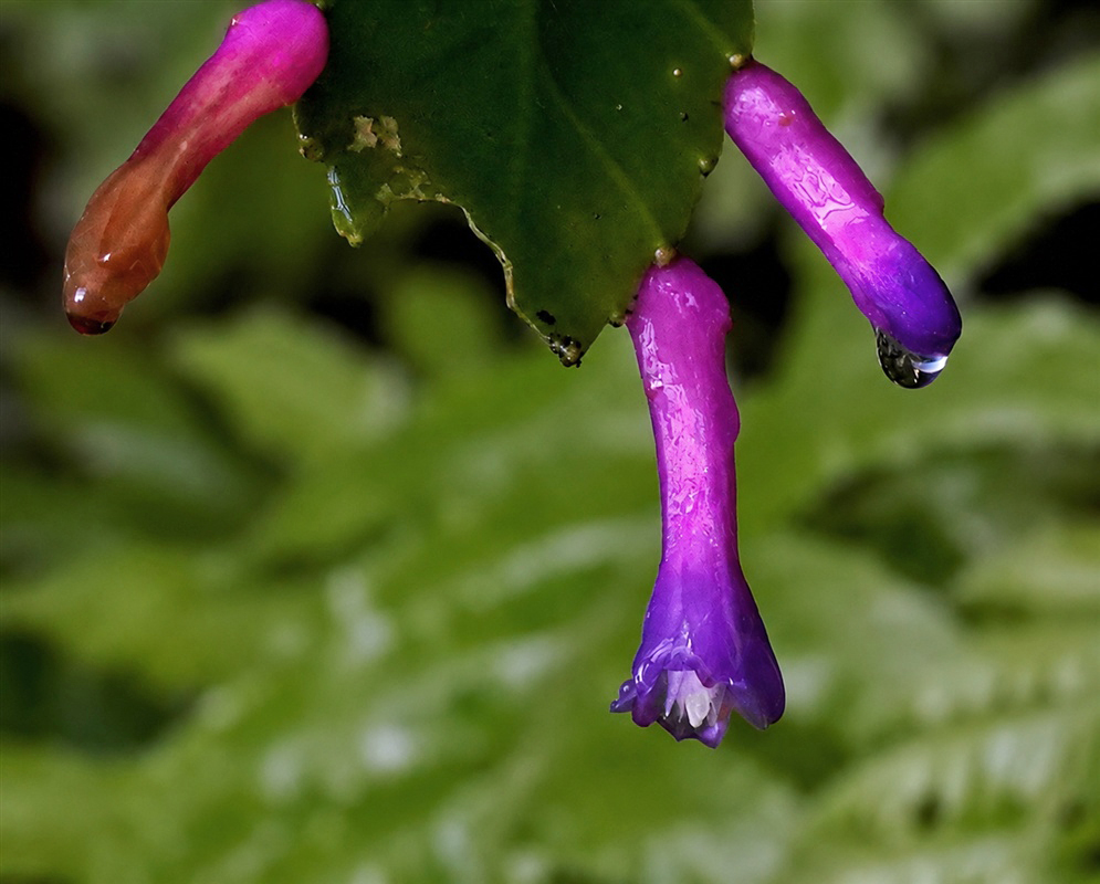 Pseudorhipsalis amazonica vivid purple tubular flowers emerging from a flattened green stem
