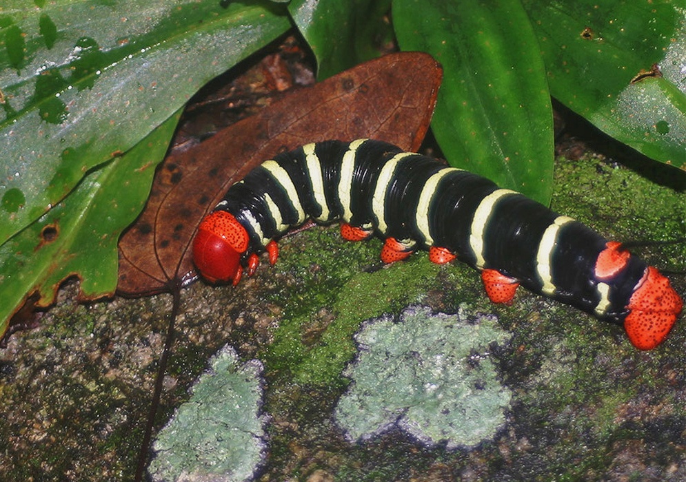 A black Pseudosphinx tetrio caterpillar with yellow bands and a red head crawls across moss