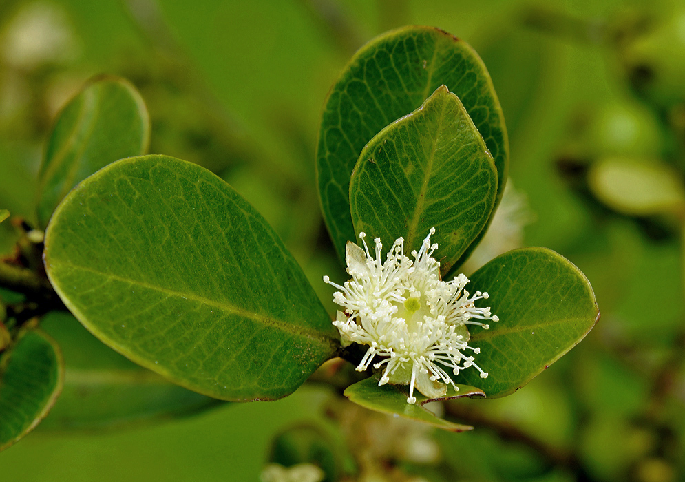 White psidium cattleianum Flower