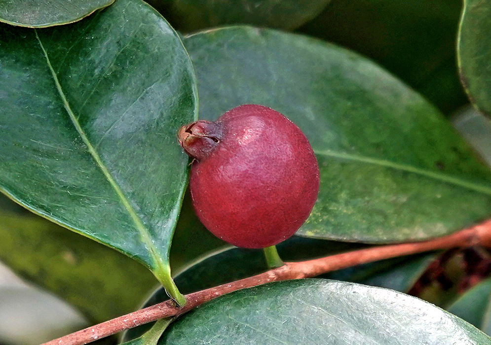 Psidium Cattleianum red fruit on the tree