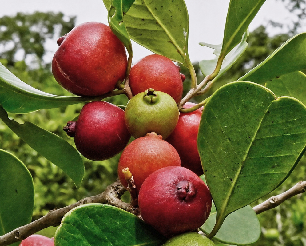 Two red Psidium cattleianum fruit on the tree