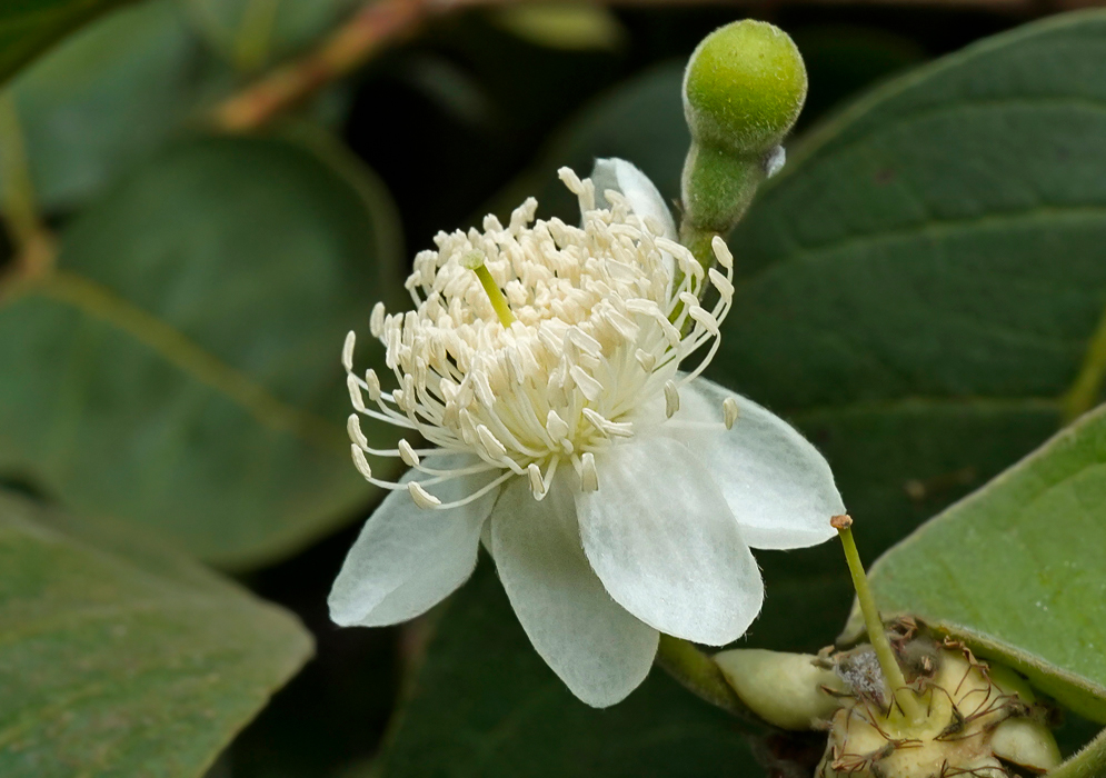 A white guajava flower