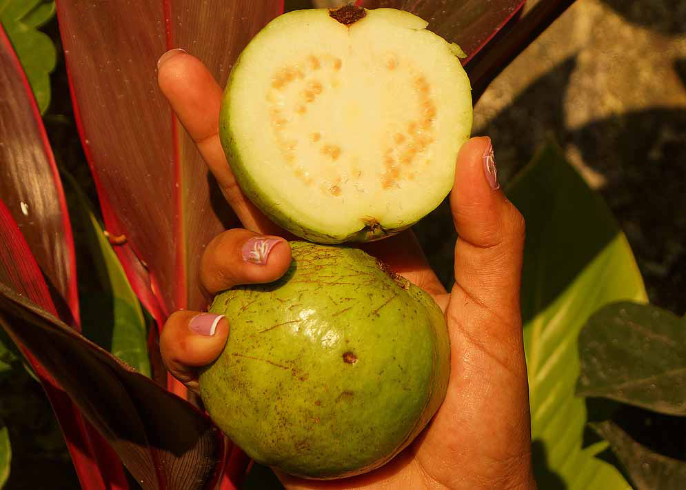 In the palm of a hand a green guava cut in half showing the white pulp