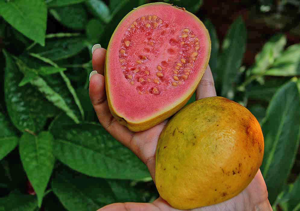 In the palm of a hand a yellow guava cut in half showing the pink pulp