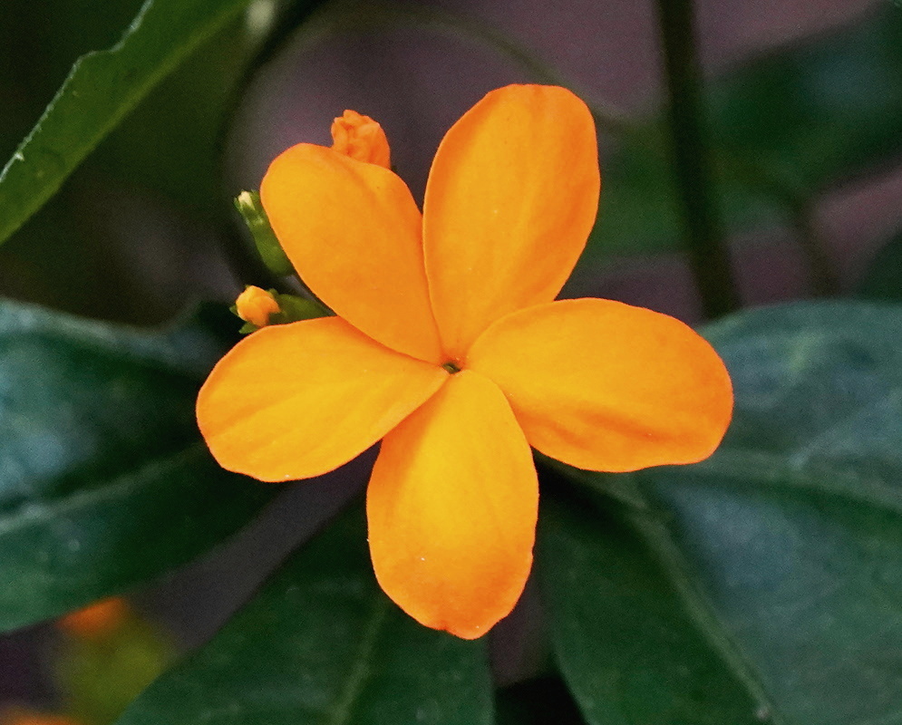 Psiguria pedata single bright orange five petaled flower against dark green leaves