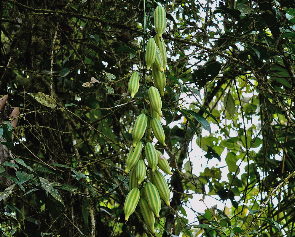 Psiguria triphylla striped fruits Psiguria triphylla vine carrying a hanging group of elongated green striped fruits