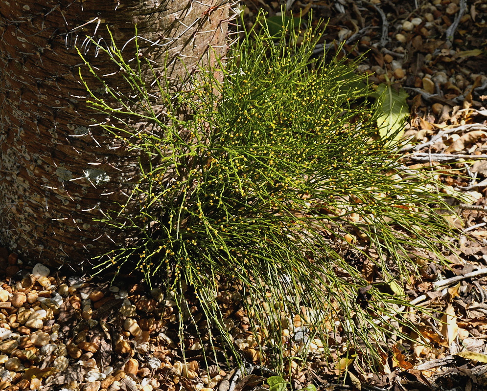 Psilotum nudum dense tuft of slender green repeatedly forked stems growing on rocky ground