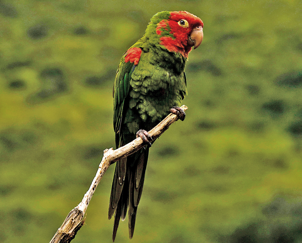 Psittacara erythrogenys on Branch Red-masked Parakeet resting on a bare branch with full body visible, vibrant green feathers, and bold red markings across the face and shoulder