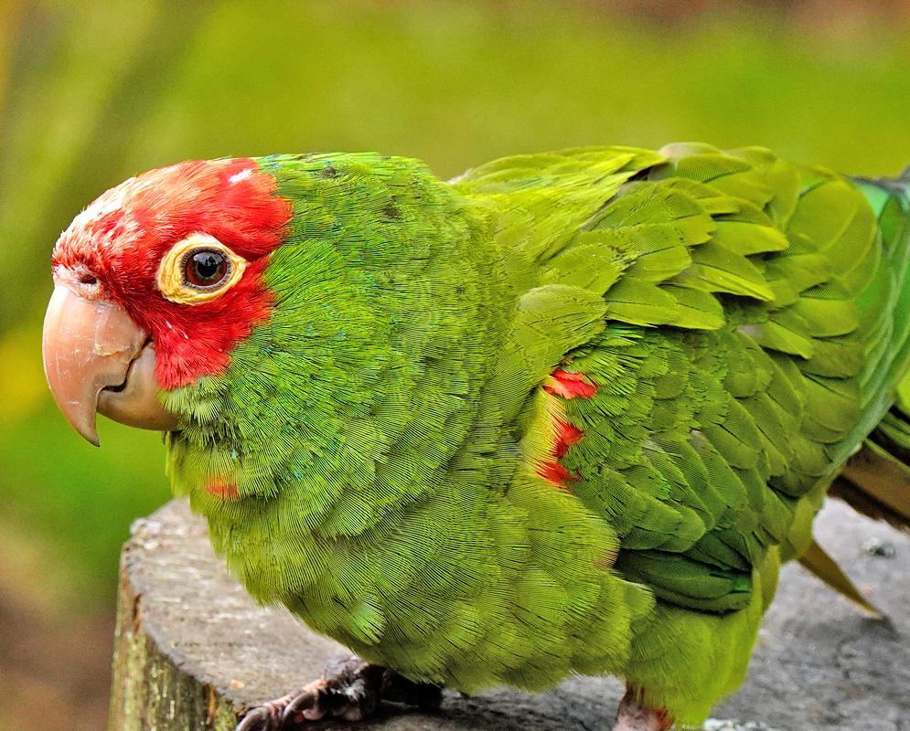 Psittacara erythrogenys on Tree Stump Red-masked Parakeet perched on a tree stump with bright green plumage, deep red facial markings, and a strong beige beak in sharp focus