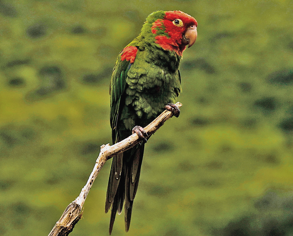 Red-masked Parakeet resting on a bare branch with full body visible, vibrant green feathers, and bold red markings across the face and shoulder