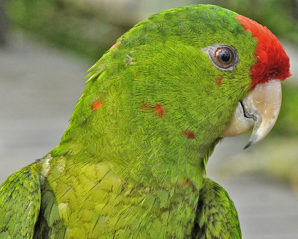 Psittacara erythrogeny Close-Up Close-up view of a psittacara erythrogeny showing fine feather texture, red forehead patch, and clear eye detail