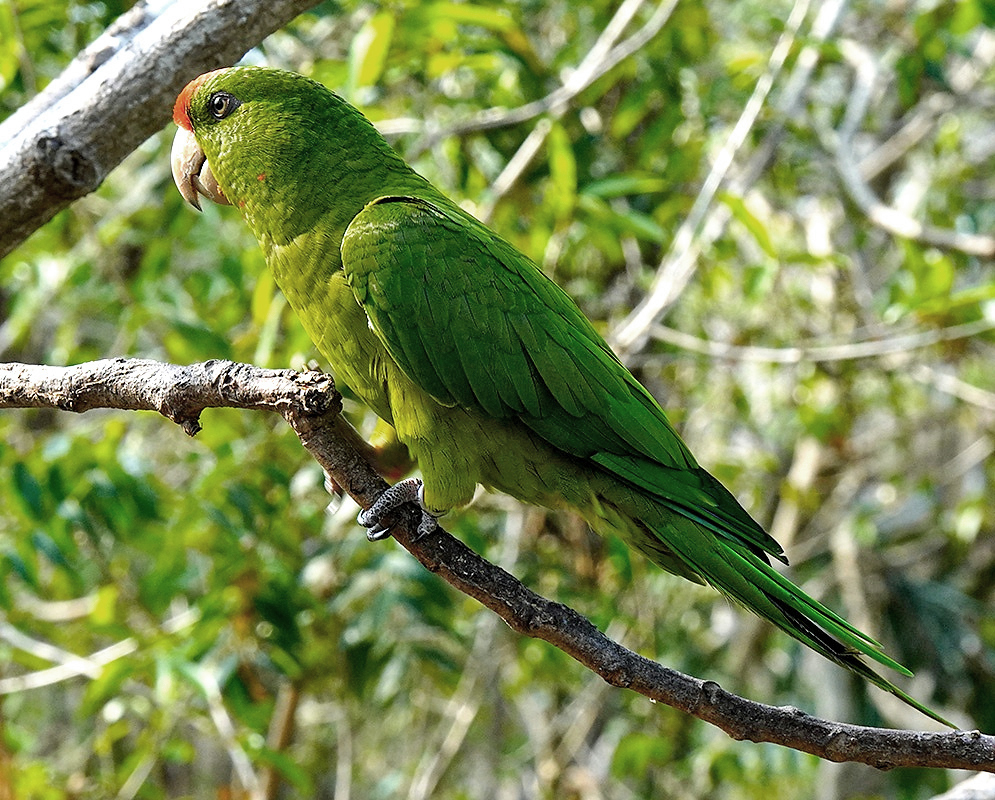 Psittacara wagleri Perched A Psittacara wagleri perched with its plumage and characteristic features visible
