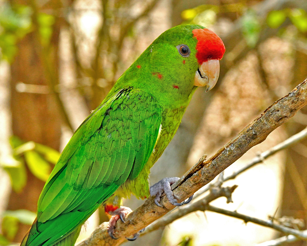 Psittacara erythrogeny A psittacara erythrogeny resting on a branch in a natural dry forest setting, displaying bright green plumage and a bold red crown