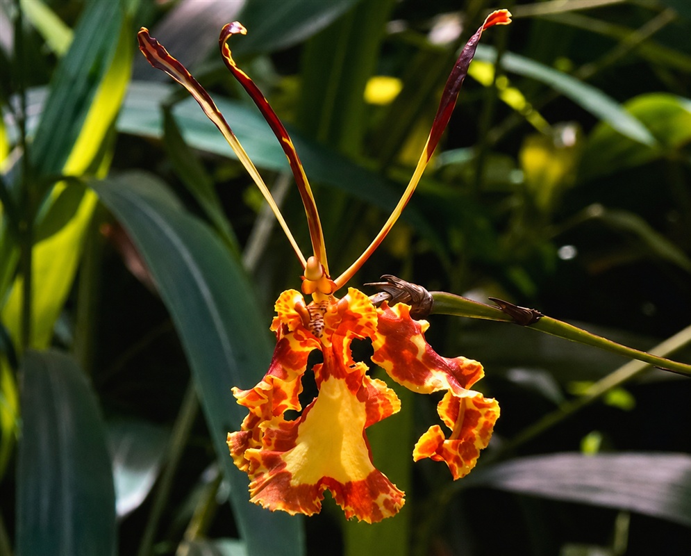Psychopsis Butterfly ‘Canary’ orchid with long narrow segments and a ruffled yellow orange lip