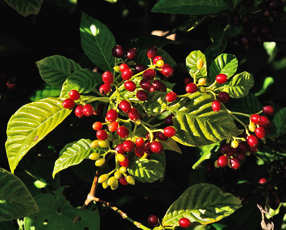 Psychotria nervosa cluster of glossy bright red fruits among deeply veined green leaves
