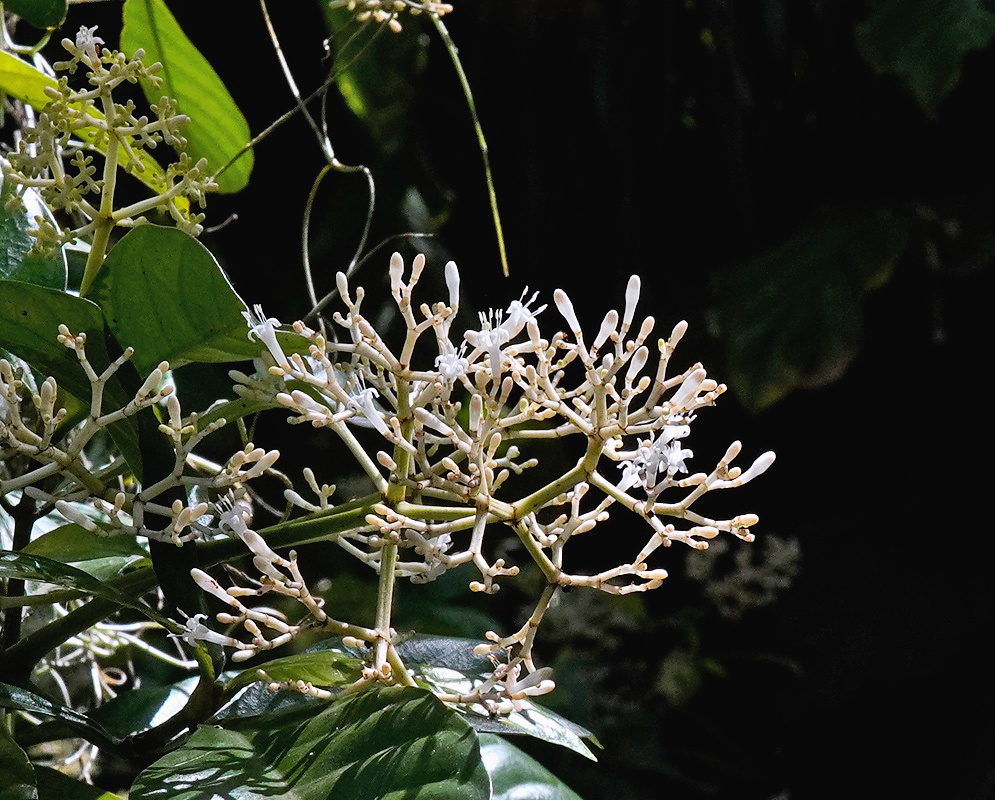 Psychotria viridis branching cluster of many small pale flowers above glossy veined leaves