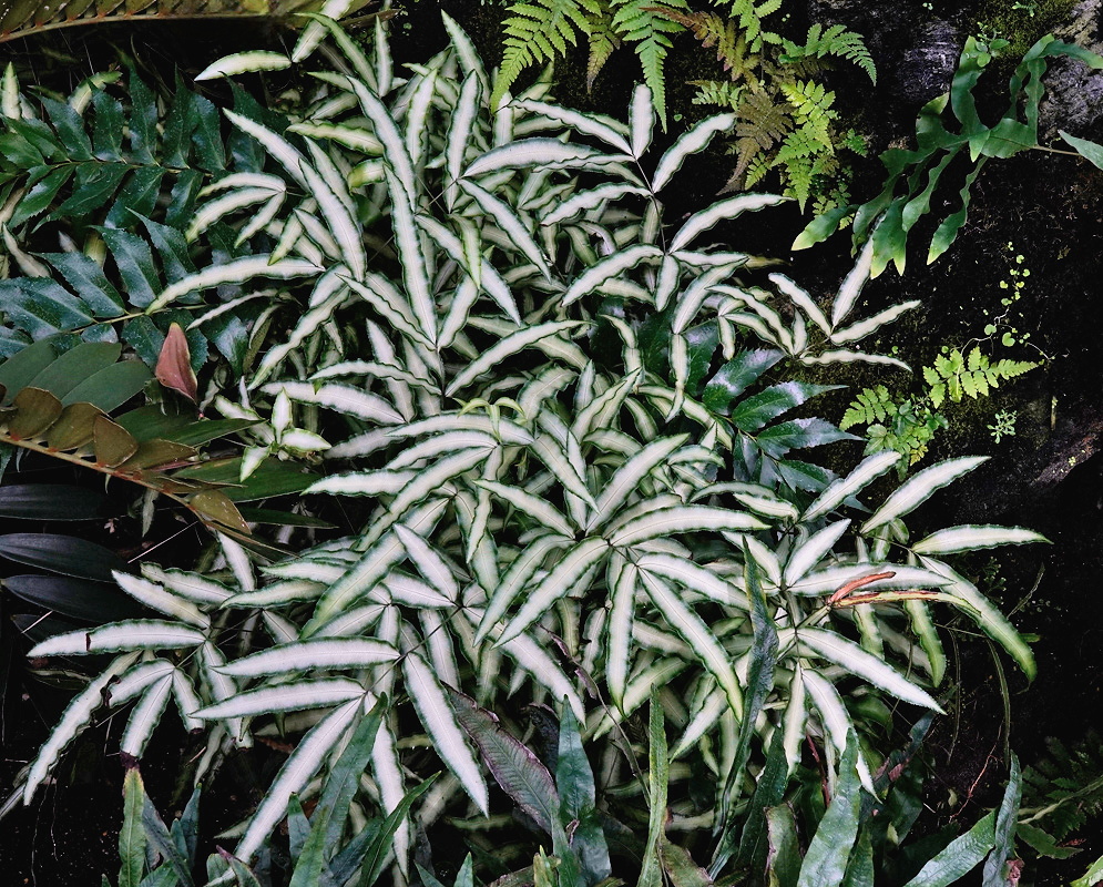 Pteris parkeri dense arching fronds with narrow silver white centers and dark green margins