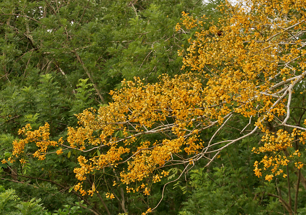 Pterocarpus acapulcensis branches with yellow flowers