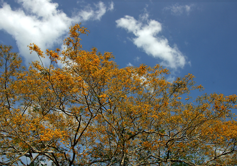 The top of a Pterocarpus acapulcensis tree with yellow flowers and a blue sky backdrop