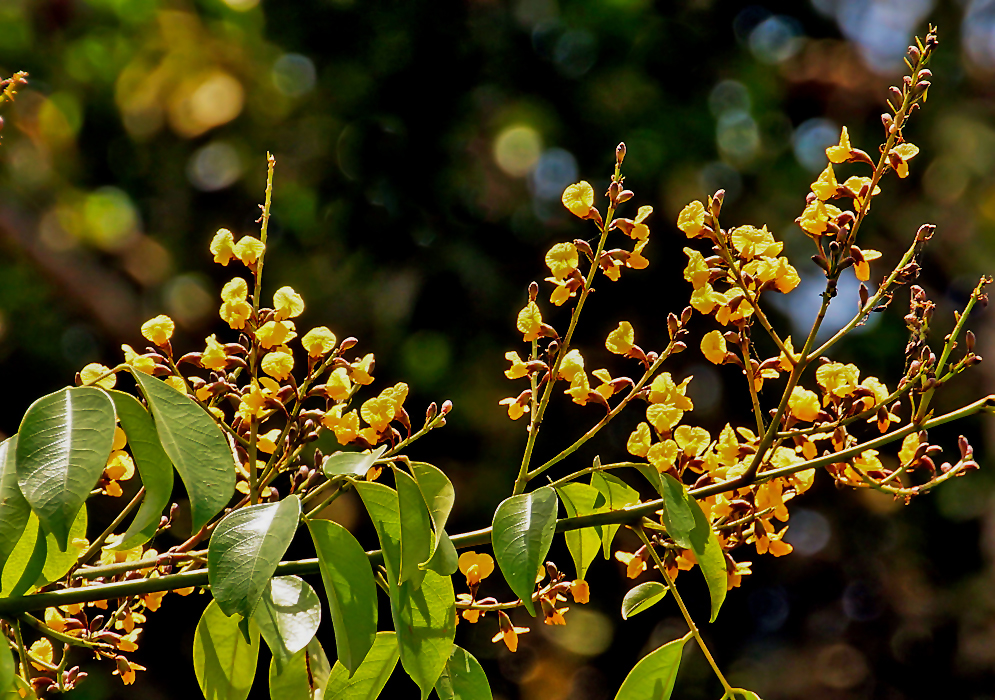 A Pterocarpus officinalis tree branch and inflorescences with yellow flowers and brown sepals in sunlight