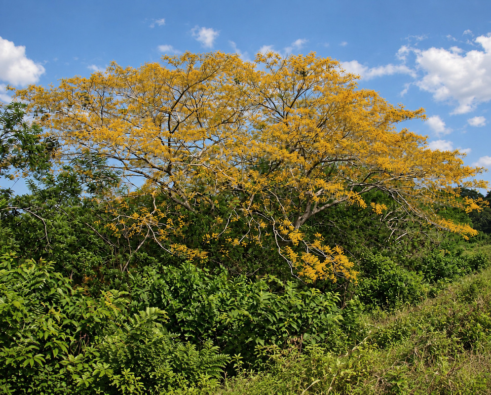 A large Pterocarpus michelianus tree spreads a crown covered in golden-yellow flowers above surrounding green vegetation