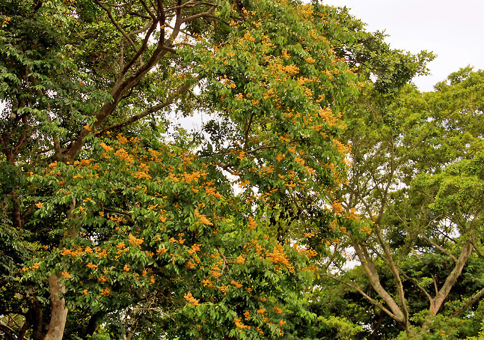 Pterocarpus officinalis tree with yellow flowers