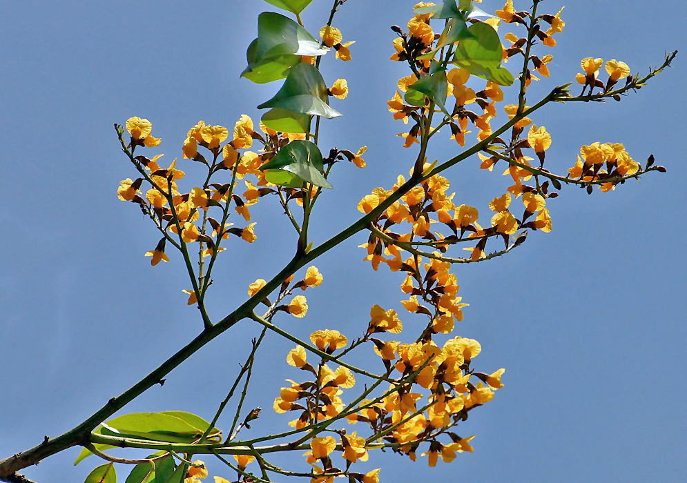 A Pterocarpus officinalis tree branch and inflorescences with yellow flowers and brown sepals under blue sky