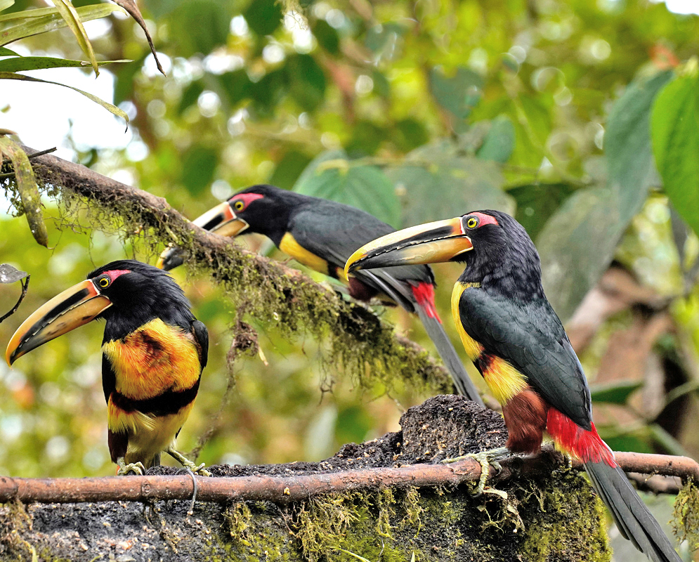 Pteroglossus erythropygius Flock on Branch Three pteroglossus erythropygius birds perched close together on a moss-covered branch in dense green forest