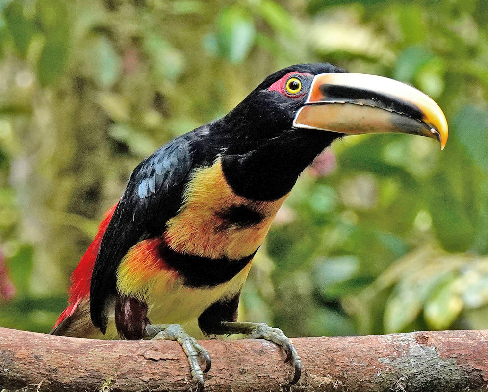 Pteroglossus erythropygius Profile View A pteroglossus erythropygius standing on a tree branch with its head turned, showing yellow underparts, red thighs, and a thick curved bill