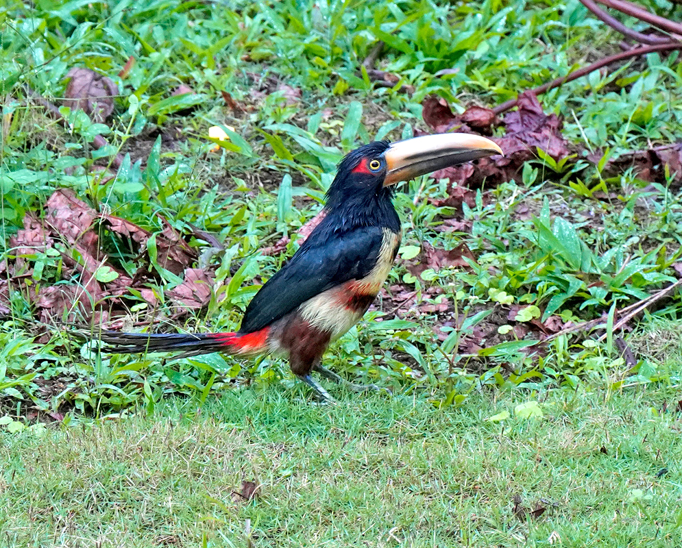 Pteroglossus erythropygius on Ground A ground-level pteroglossus erythropygius standing alert on a grassy clearing surrounded by foliage and forest debris