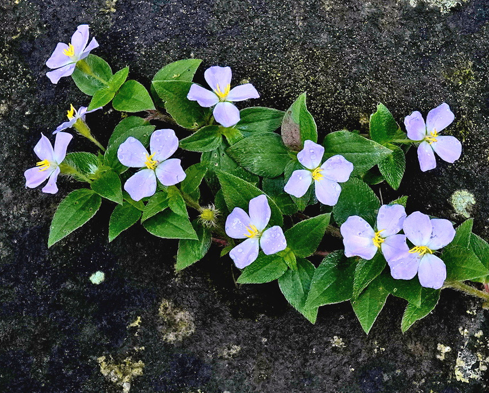Pterolepis glomerata low spreading stems with small lavender four petaled flowers on dark ground
