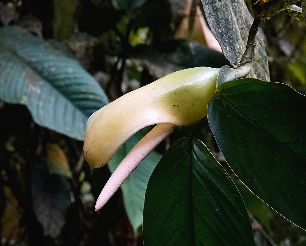 Pteromischum plant habit and foliage